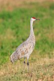 Sandhill Craneborder=